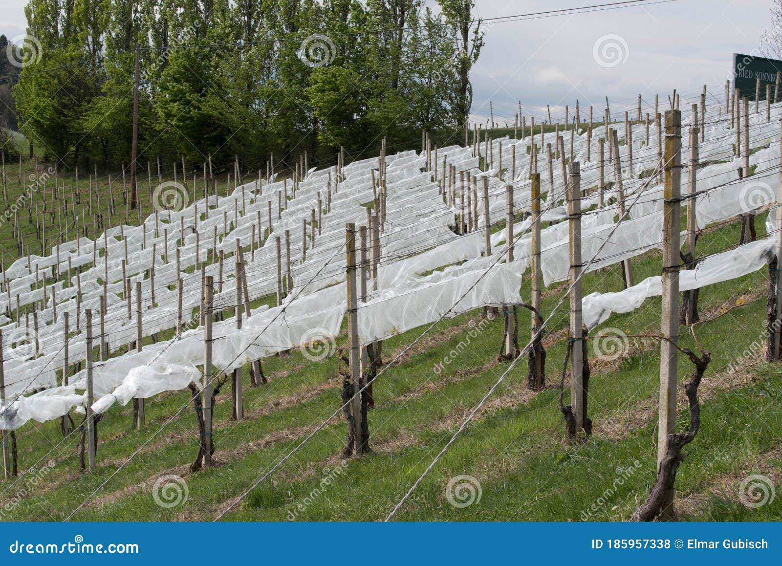 Frost Protection on a Vineyard Stock Photo Image of agrarian