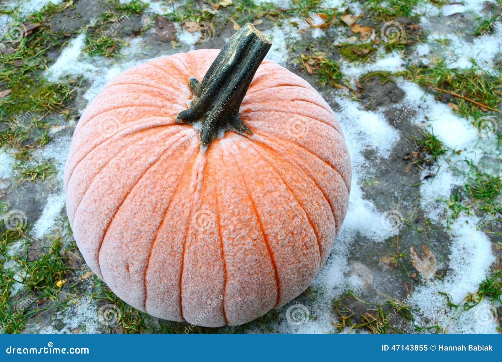 frost on pumpkin