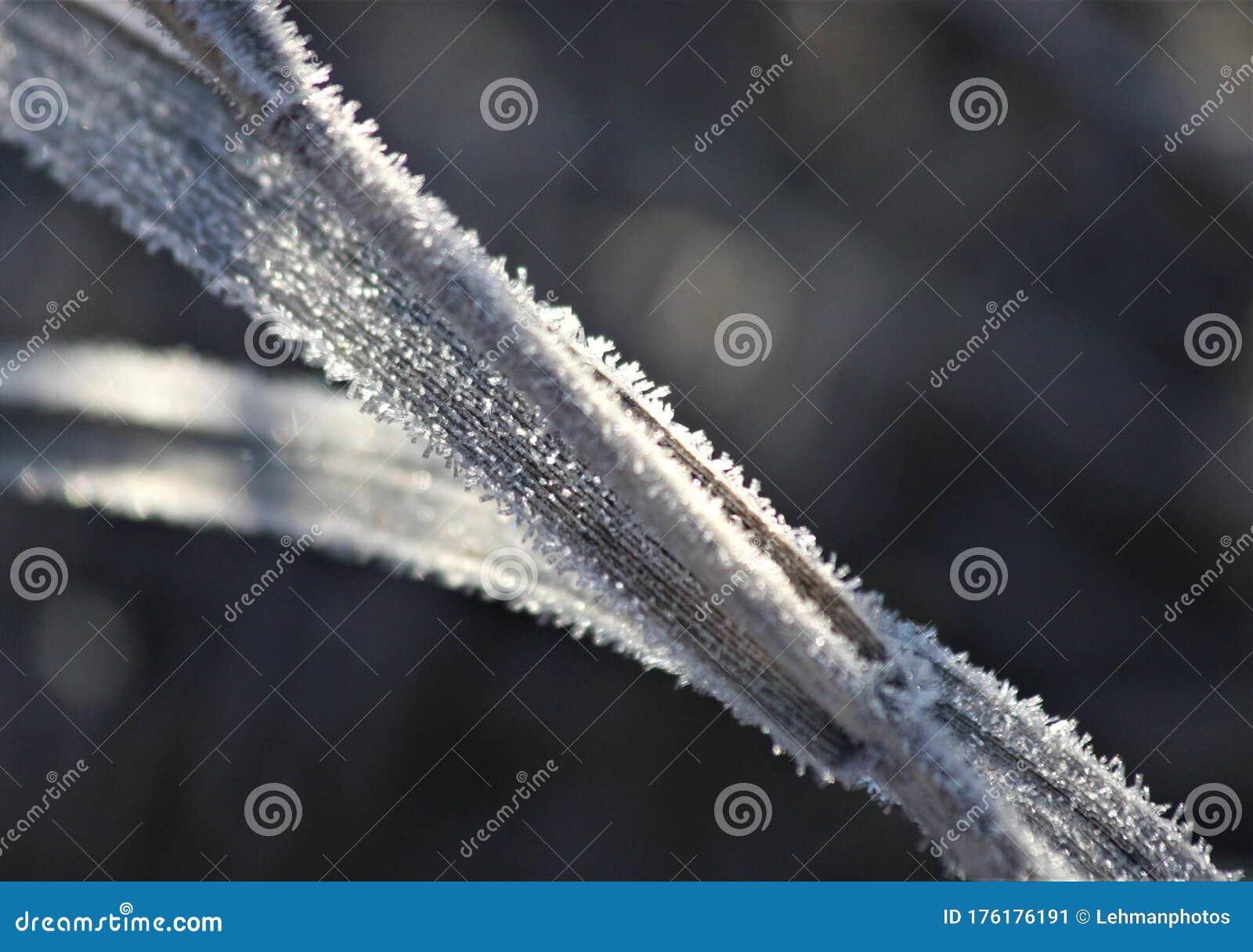 frost sunlit on grass leaves
