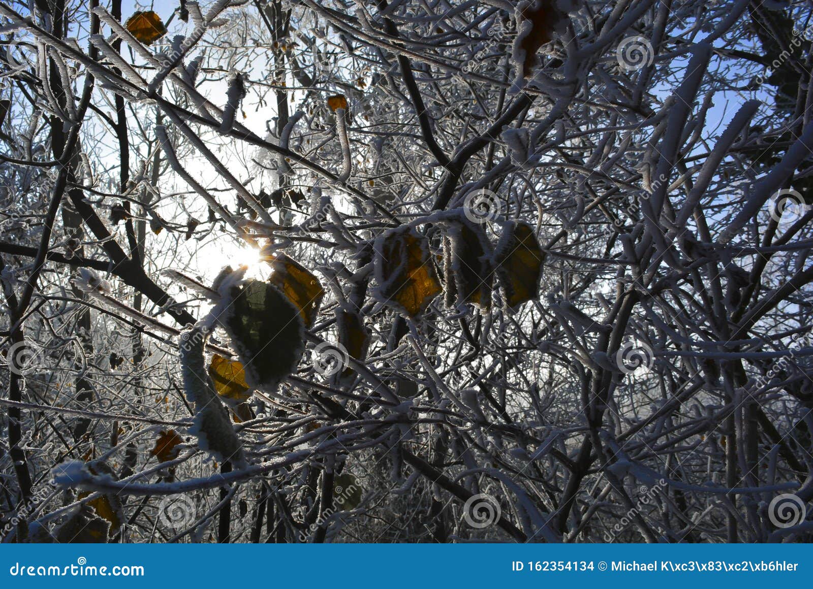 Frost Sunshine Backlight Leaves Ice Snow Sunlight Stock Photo - Image ...