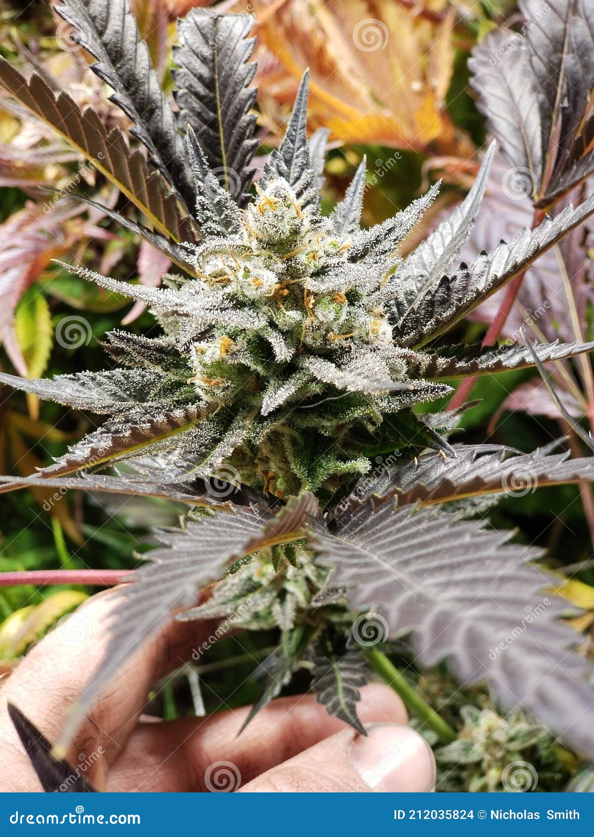 Frost weed stock photo. Image of weed, cannabis 212035824