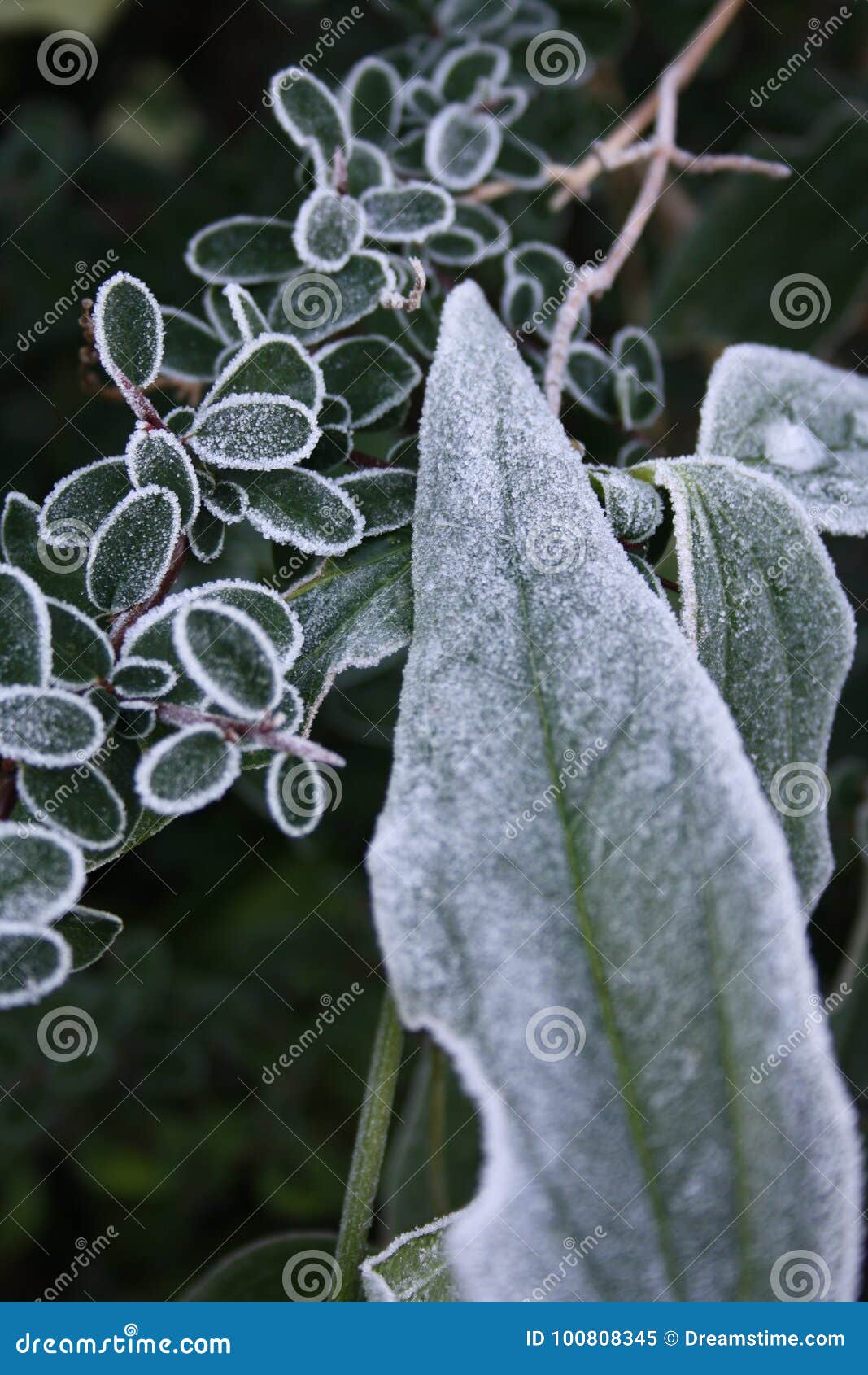 Frost in Winter stock image. Image of covering, garden 100808345