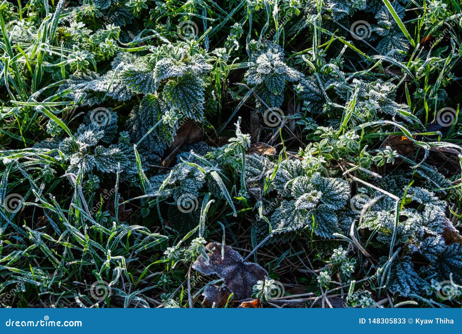 Frost on Young Plants and Grass Stock Image Image of morning, kingdom 148305833