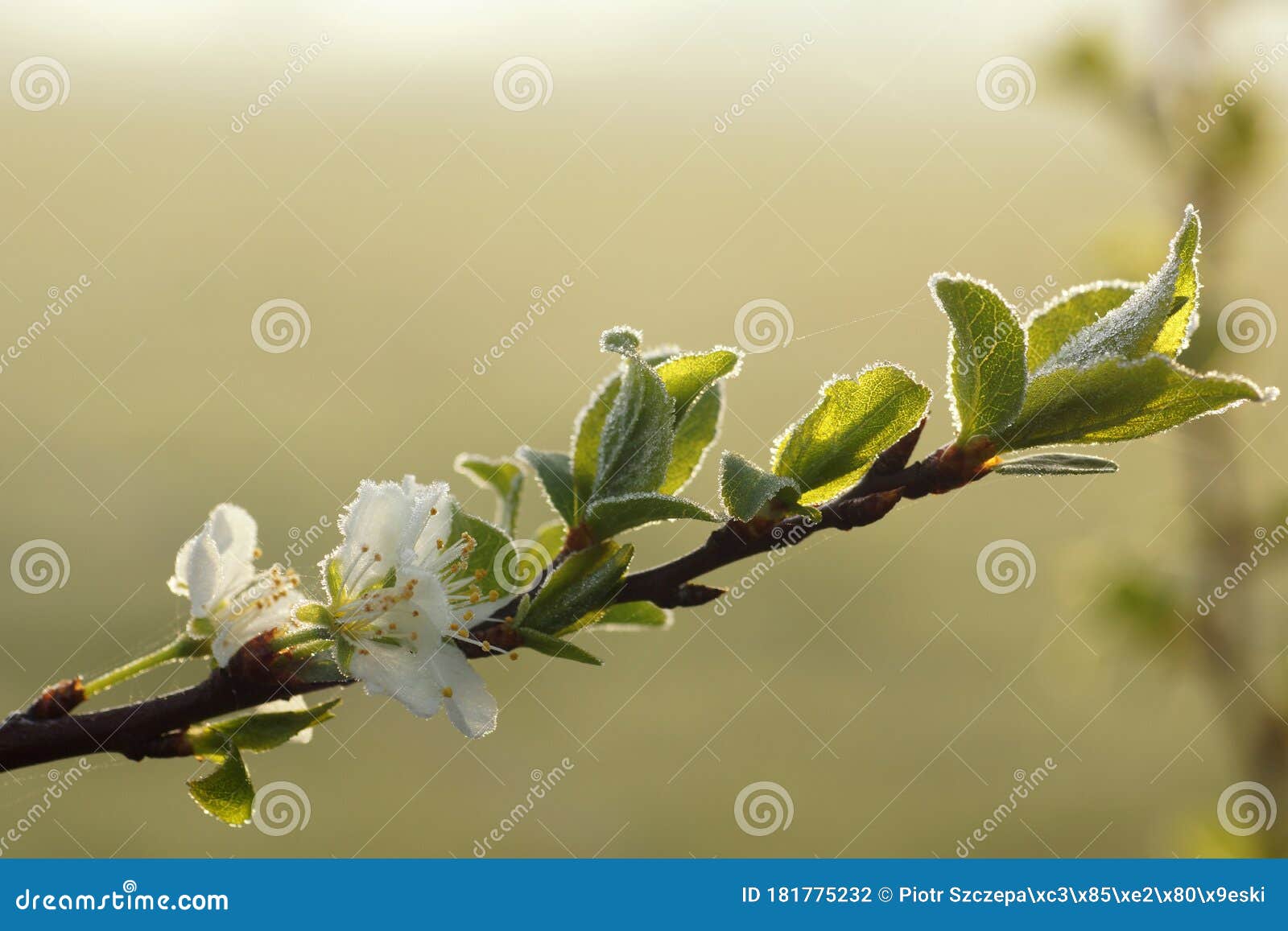 Frosted Apple Tree Flower Cold Morning Stock Photo Image of beauty