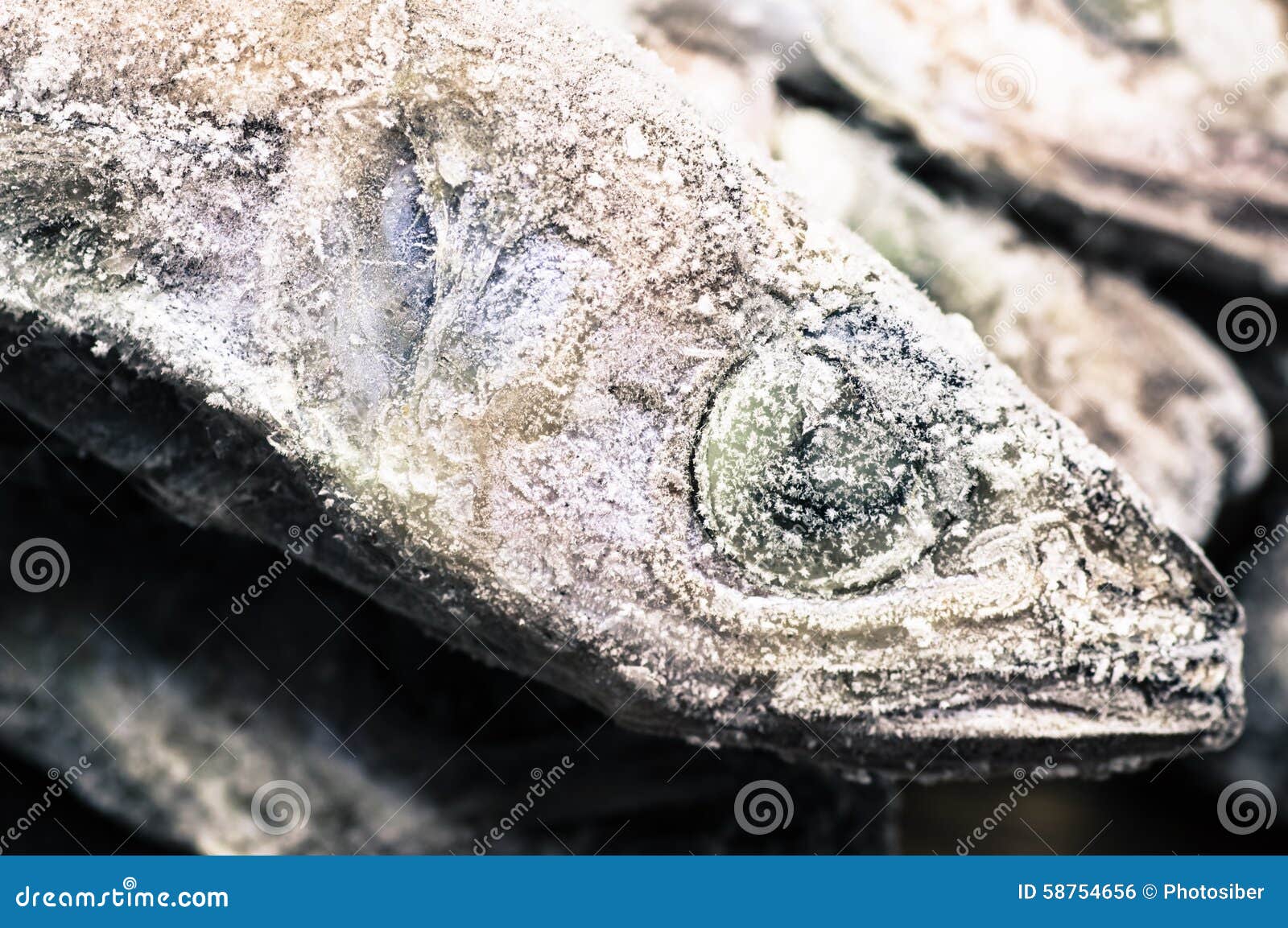 Frosted Frozen Fish Head Stock Photos Free & RoyaltyFree Stock