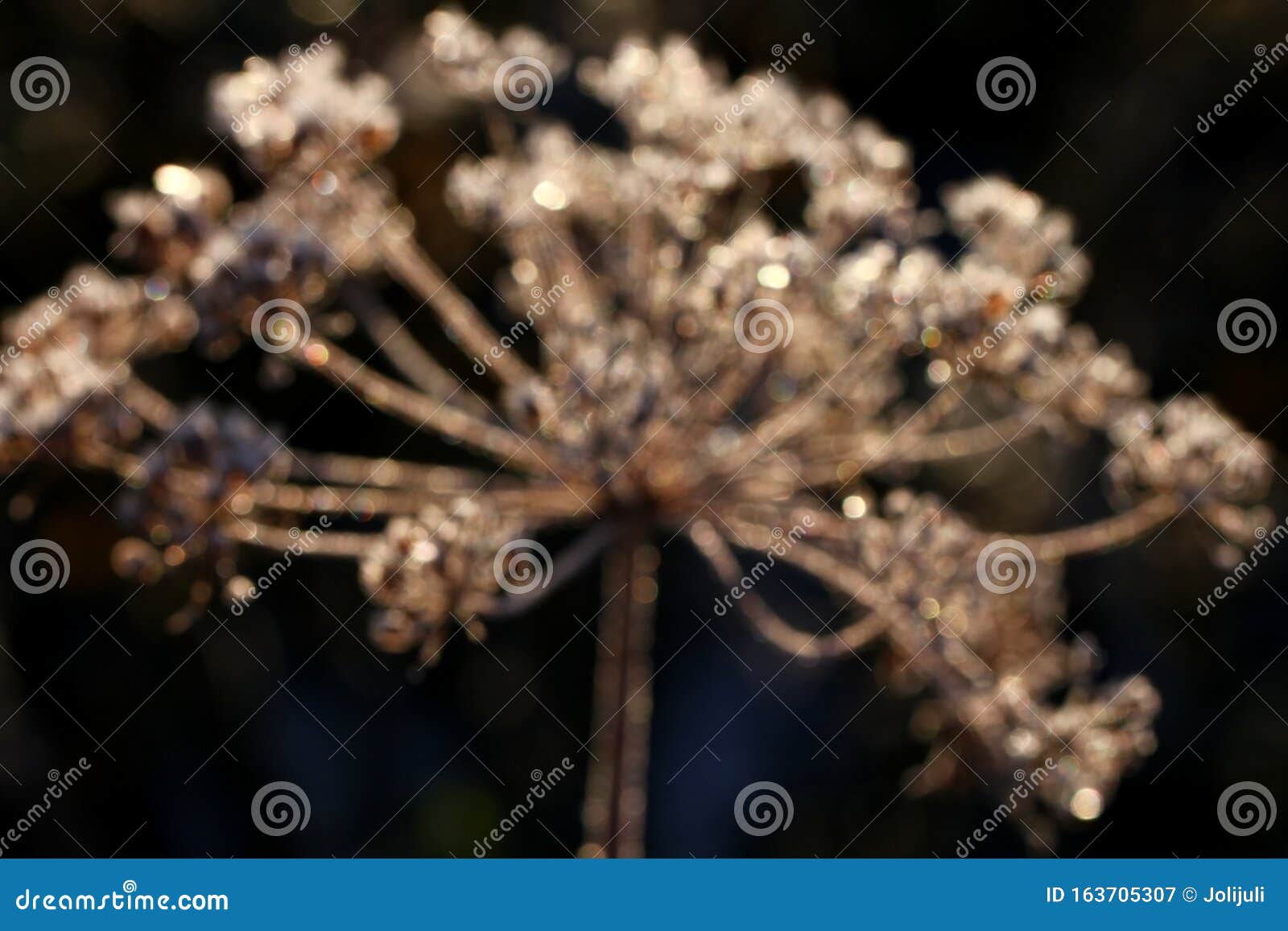 Frosted Garden Stock Image Image Of Fence Flowers 163705307