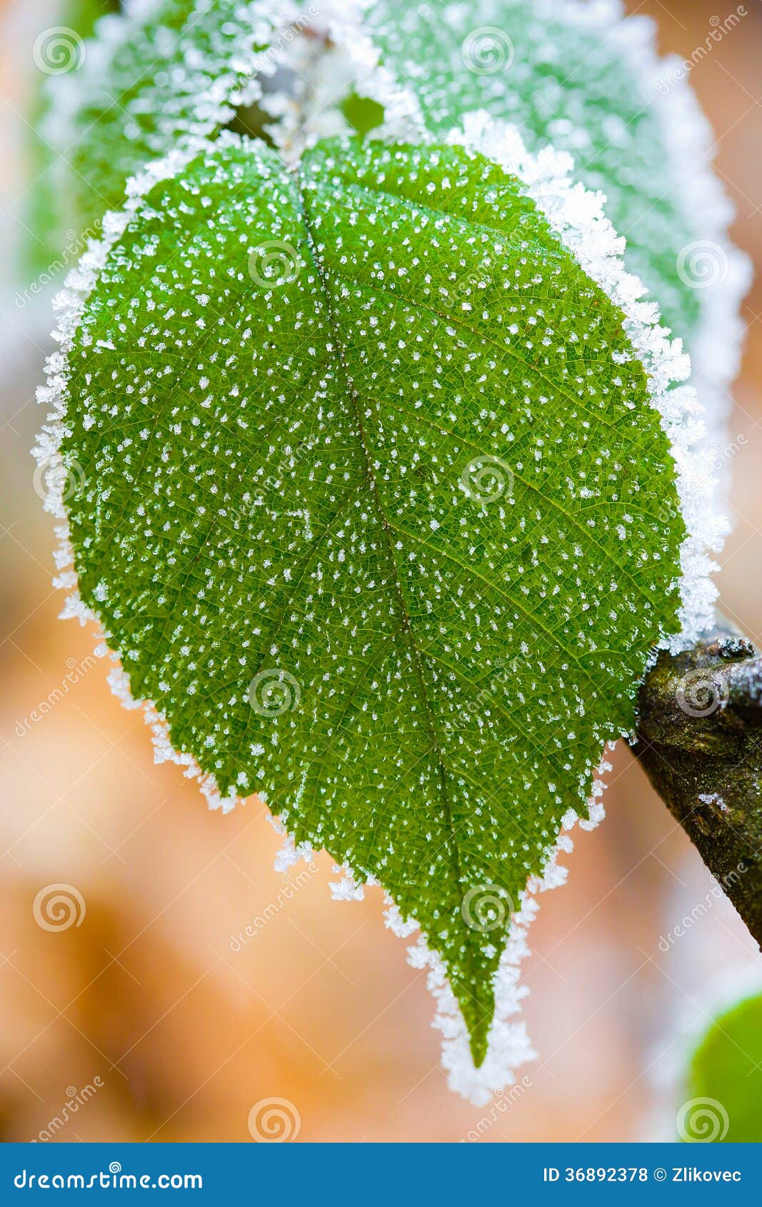 Frosted green leaf stock photo. Image of background, grass 36892378