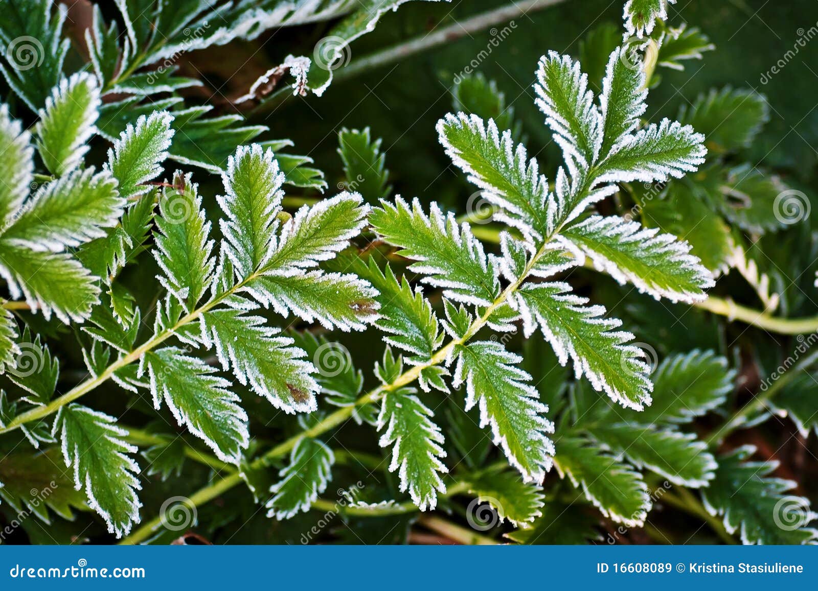 Frosted green leaves stock image. Image of freeze, seasonal 16608089