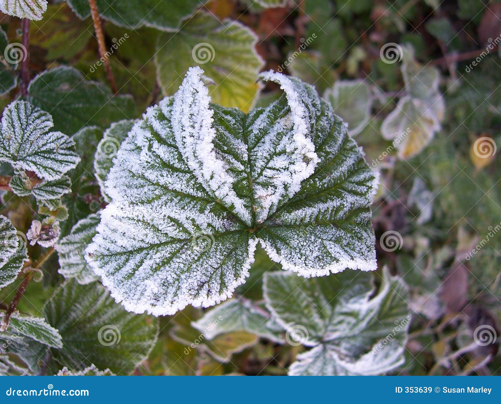 Frosted leaf 3 stock image. Image of cold, fauna, frosted 353639