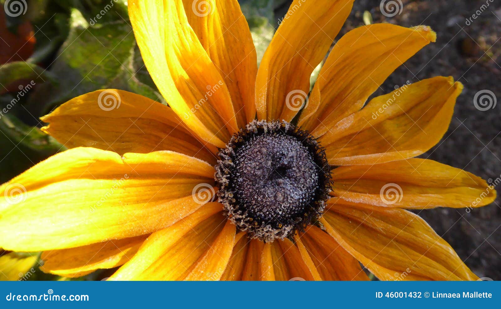 Frosted sunflower stock photo. Image of winter, frost 46001432