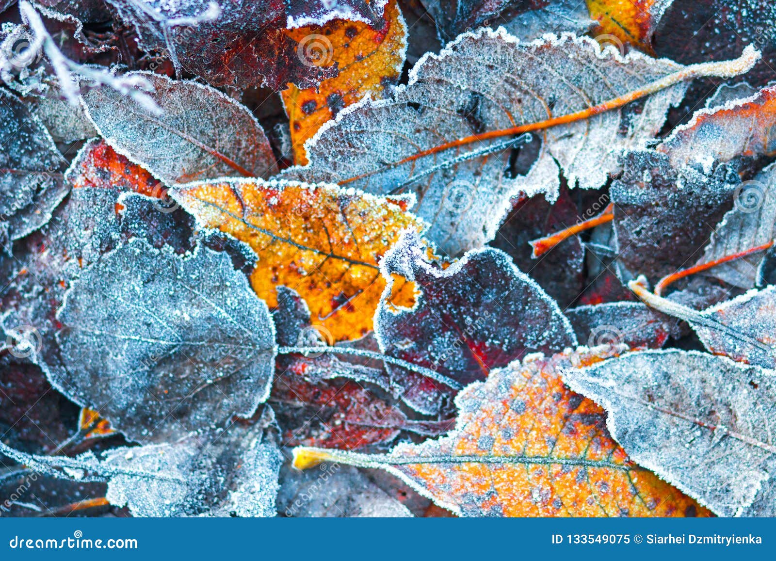 frosty autumn leaves in november
