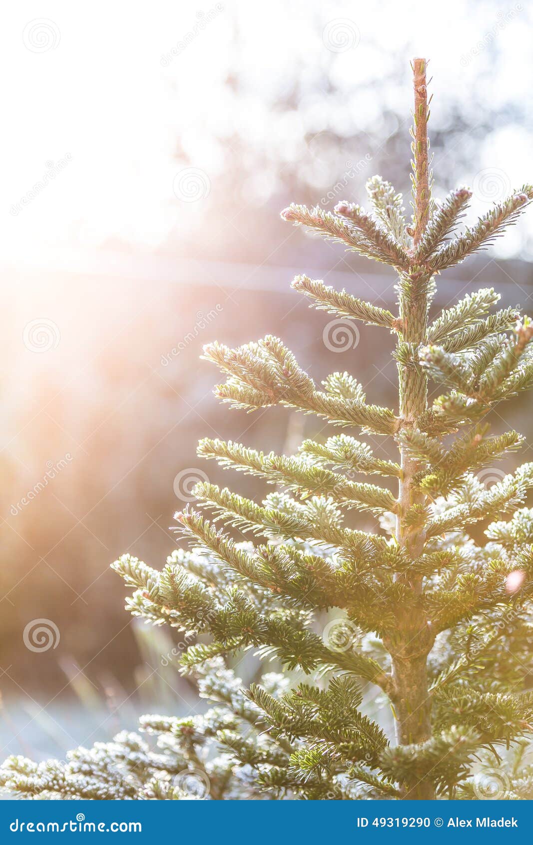Frosty Christmas Tree Outside Stock Photo Image of frozen, crystal