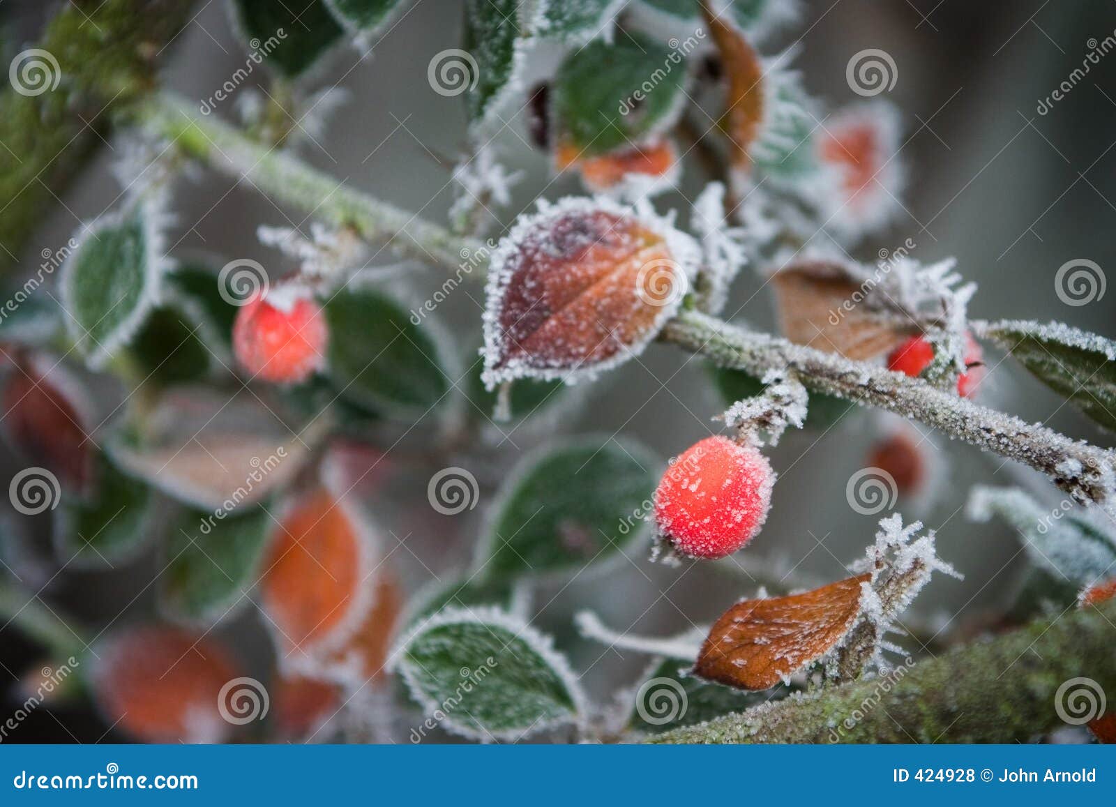 frosty garden 3