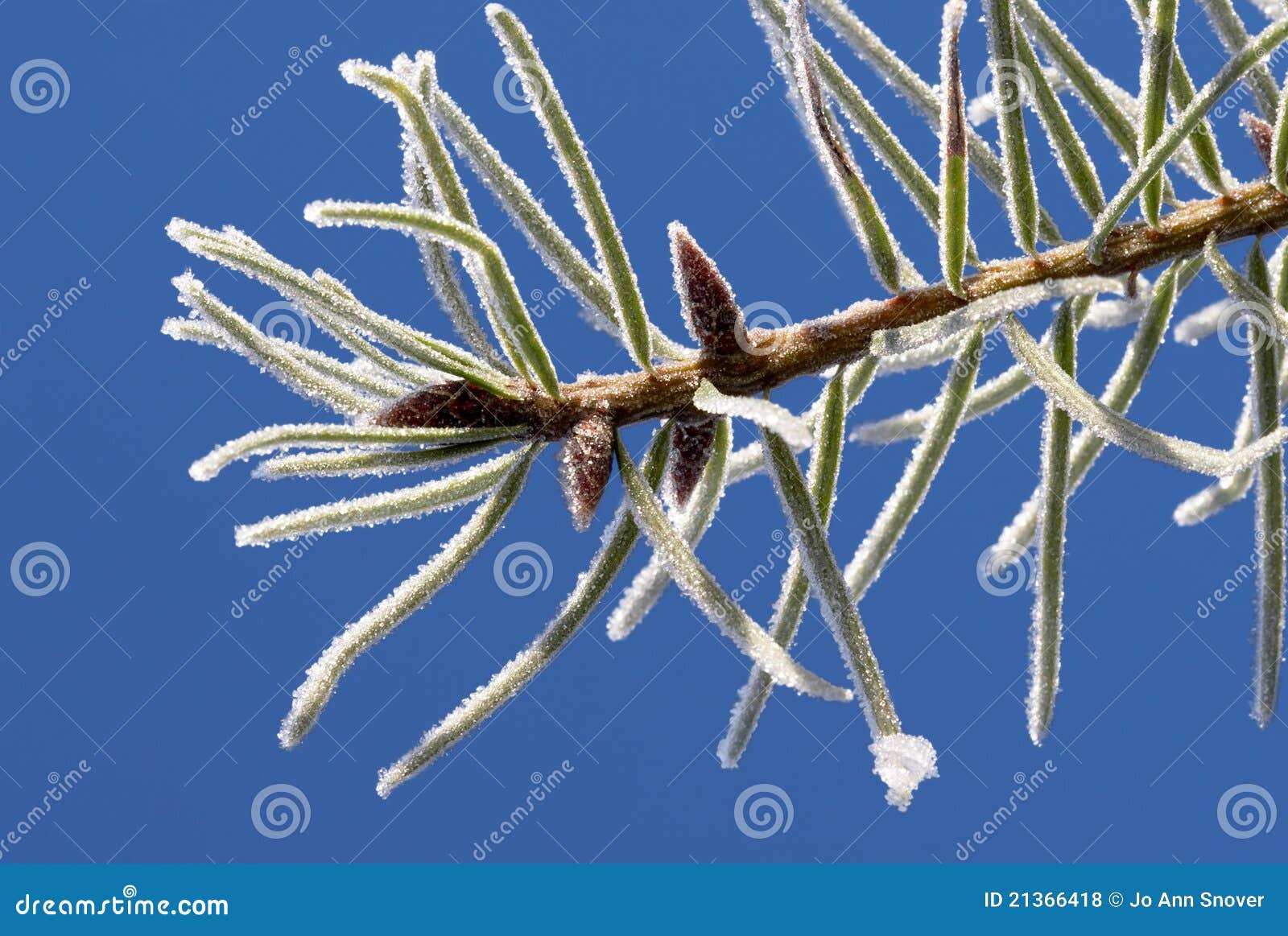 Frosty pine needles stock photo. Image of winter, frigid 21366418