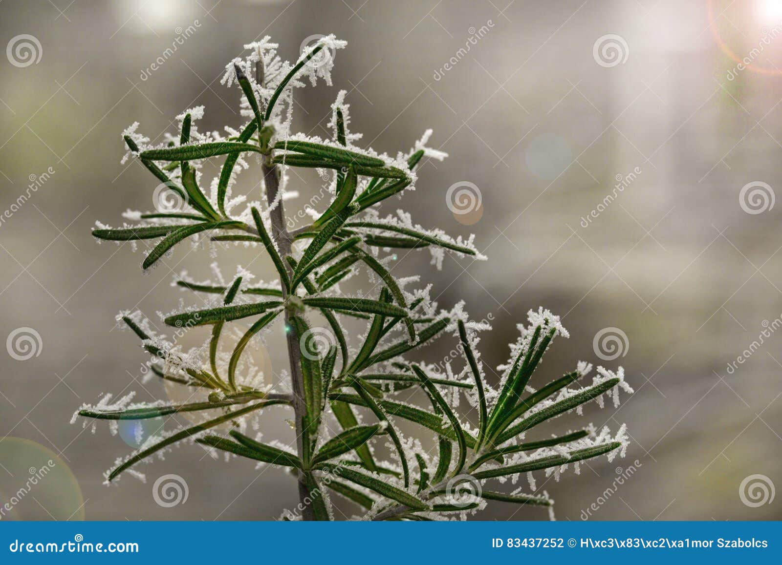 Frosty Rosemary Light Effect Stock Photos Free & RoyaltyFree Stock