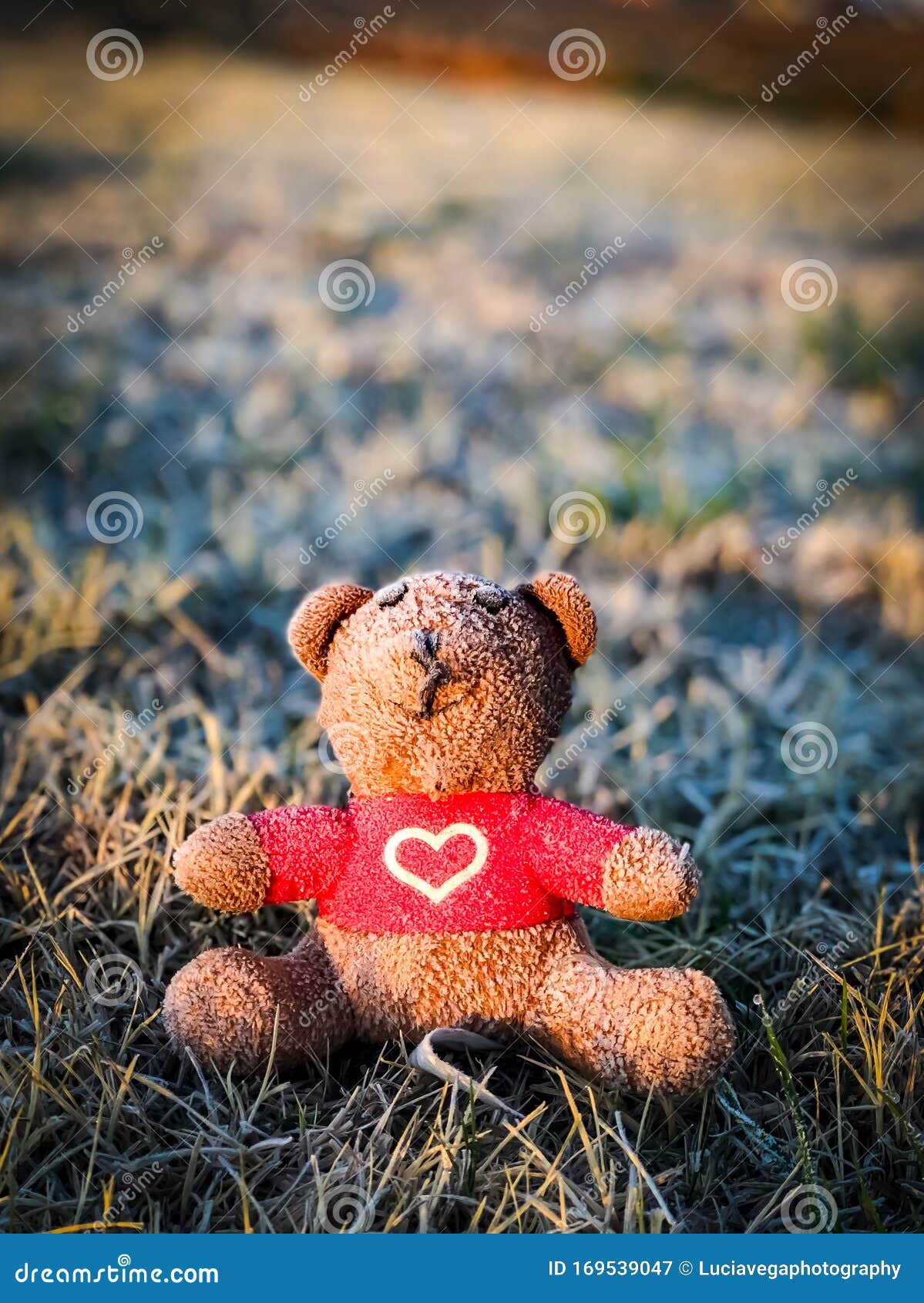 Download 3 493 Tiny Bear Photos Free Royalty Free Stock Photos From Dreamstime