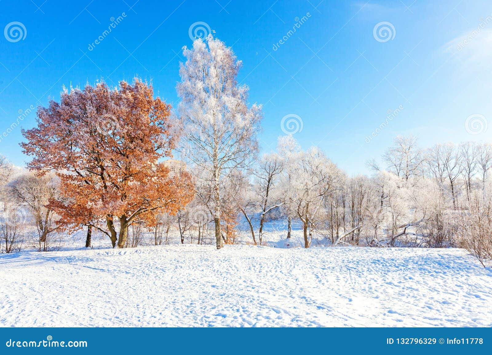 Frosty Trees In Snowy Forest Cold Weather In Sunny Morning Stock