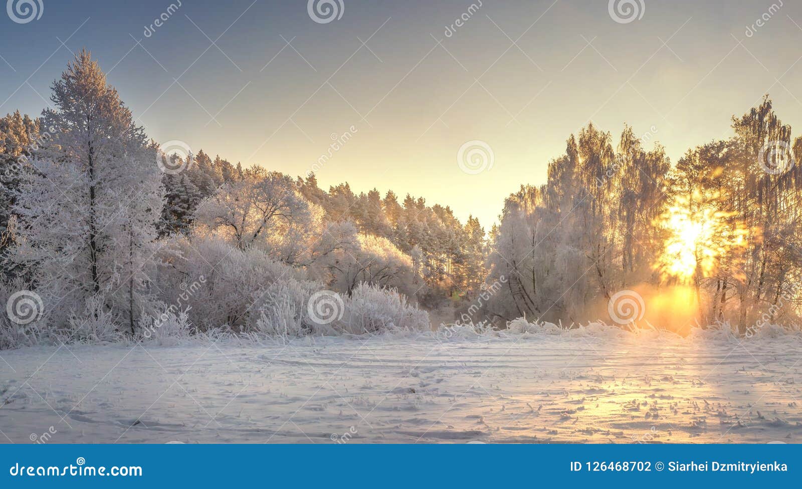 frosty trees on sunrise with yellow sunlight in winter morning. snowy winter landscape. christmas background