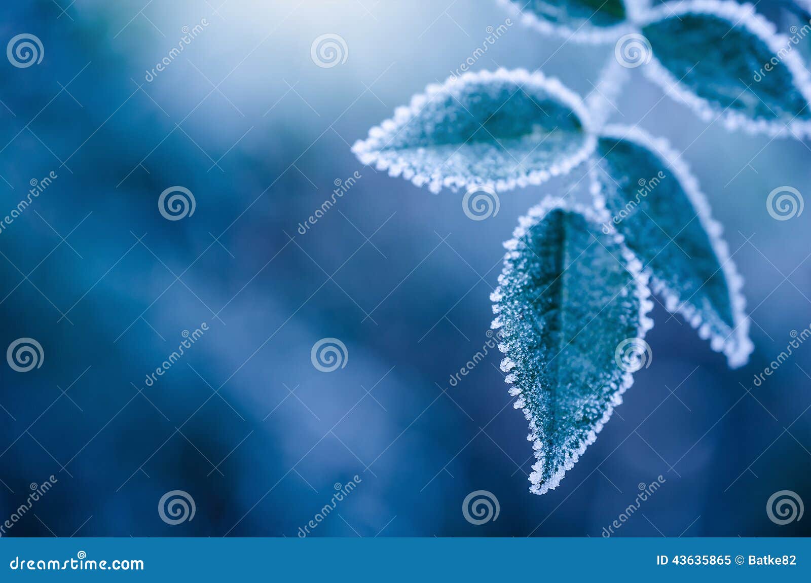frosty winter leaves - abstract
