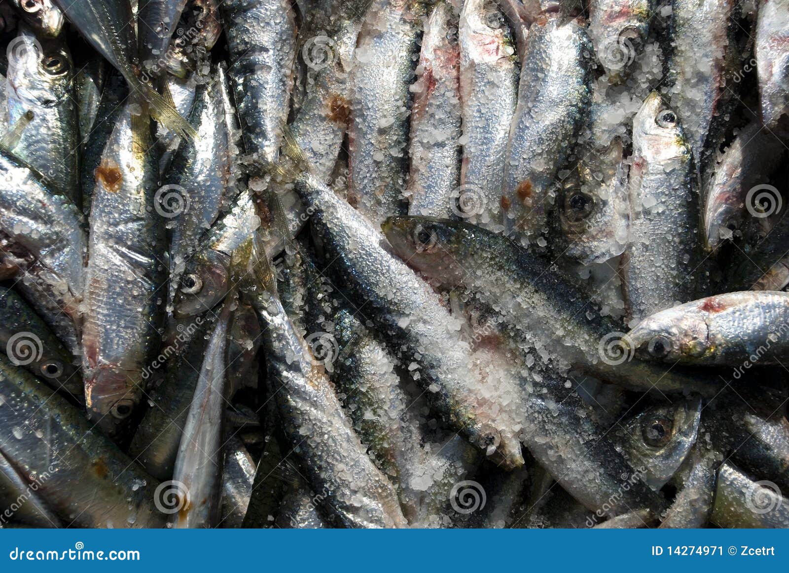Frozen anchovies stock image. Image of agriculture, animal - 14274971