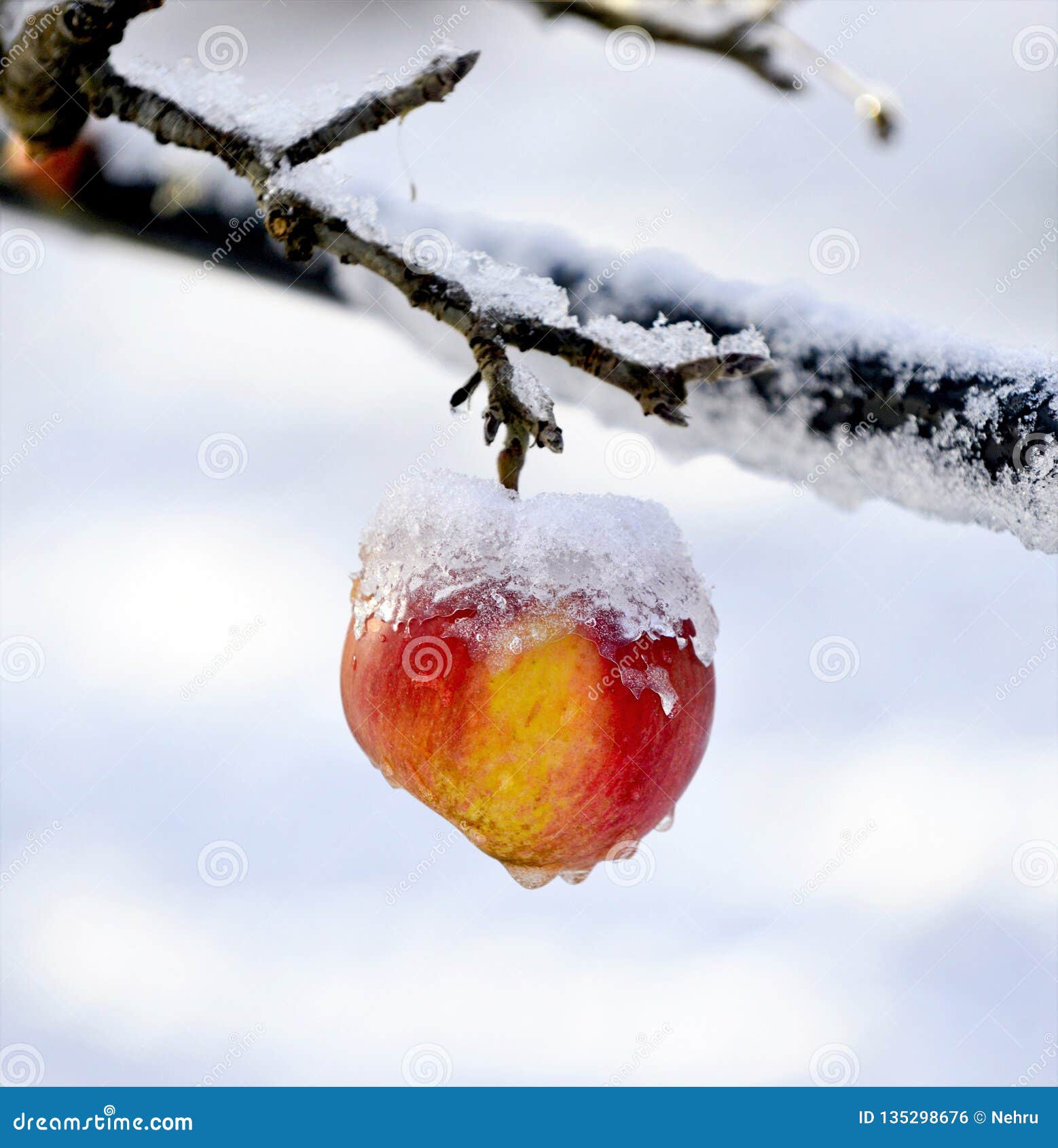 Frozen Apples in an Apple Orchard on Cold Sunny December Morinig Stock