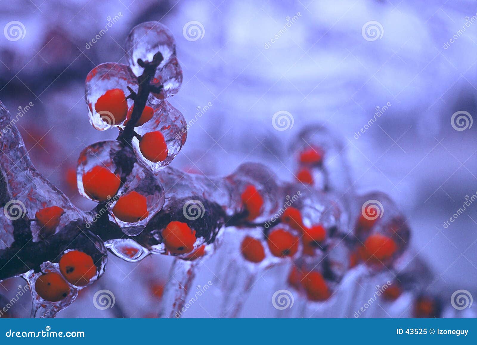 Frozen Berries stock image. Image of blue, berry, frozen 43525