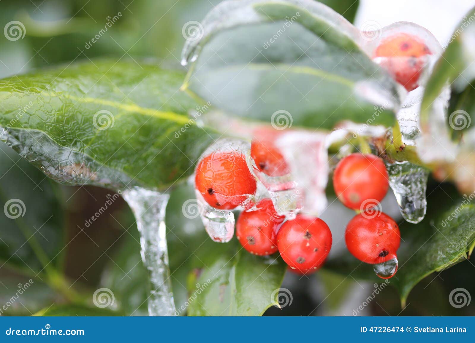 Frozen berries stock photo. Image of greem, natural, weather 47226474