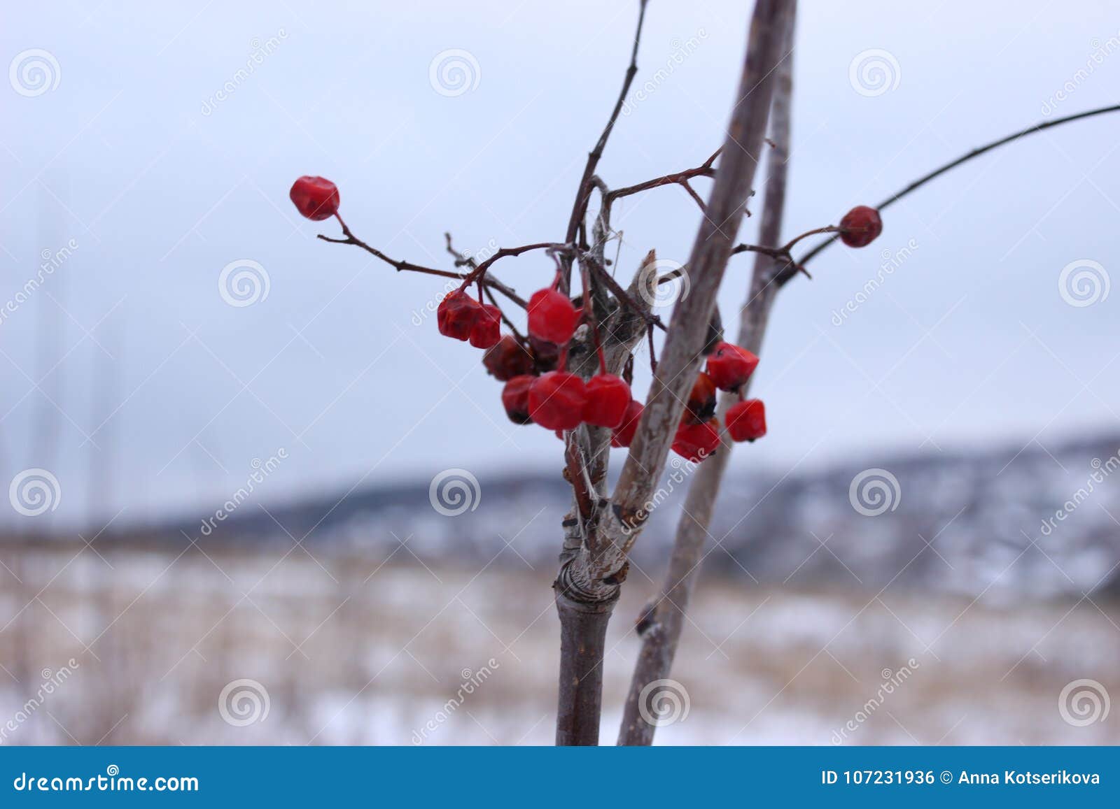 Frozen berries on a tree stock photo. Image of design - 107231936