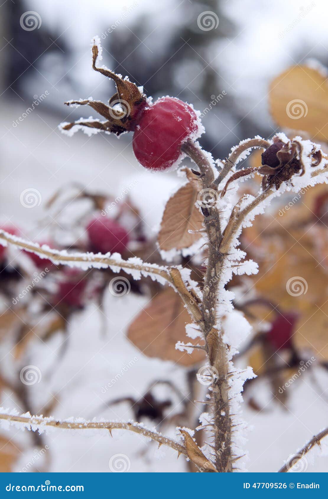 Frozen berry of briar stock photo. Image of berry, hoar 47709526