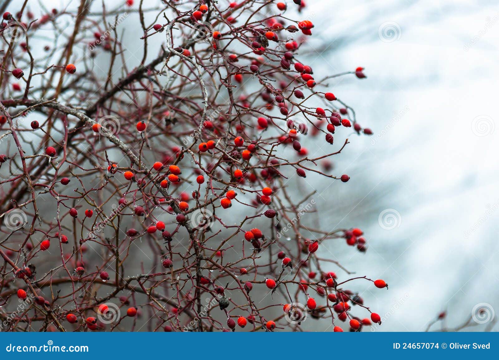 Frozen berry at winter stock photo. Image of chill, snow - 24657074