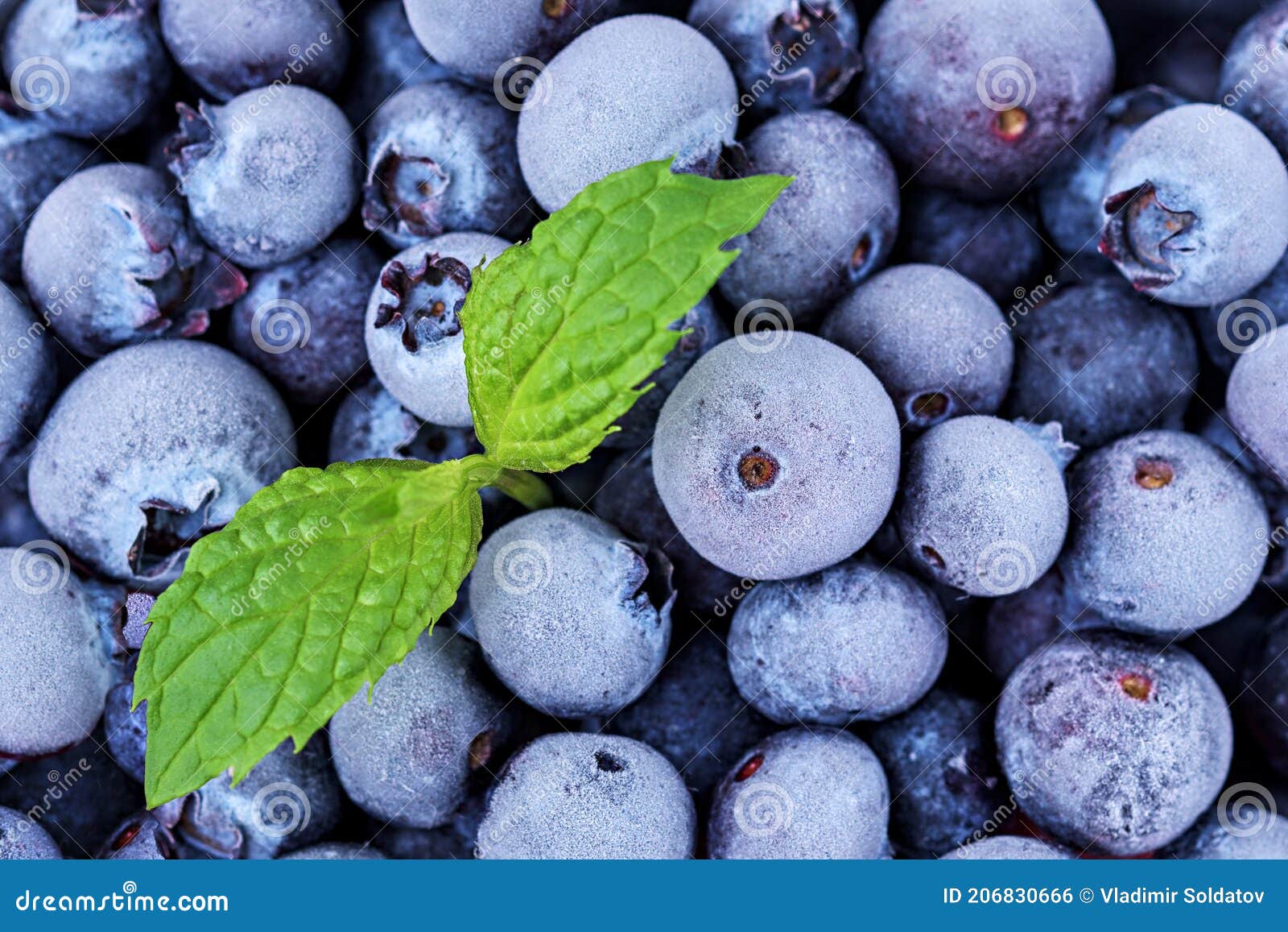 Frozen Blueberries with Mint Leaf Stock Photo Image of frosting