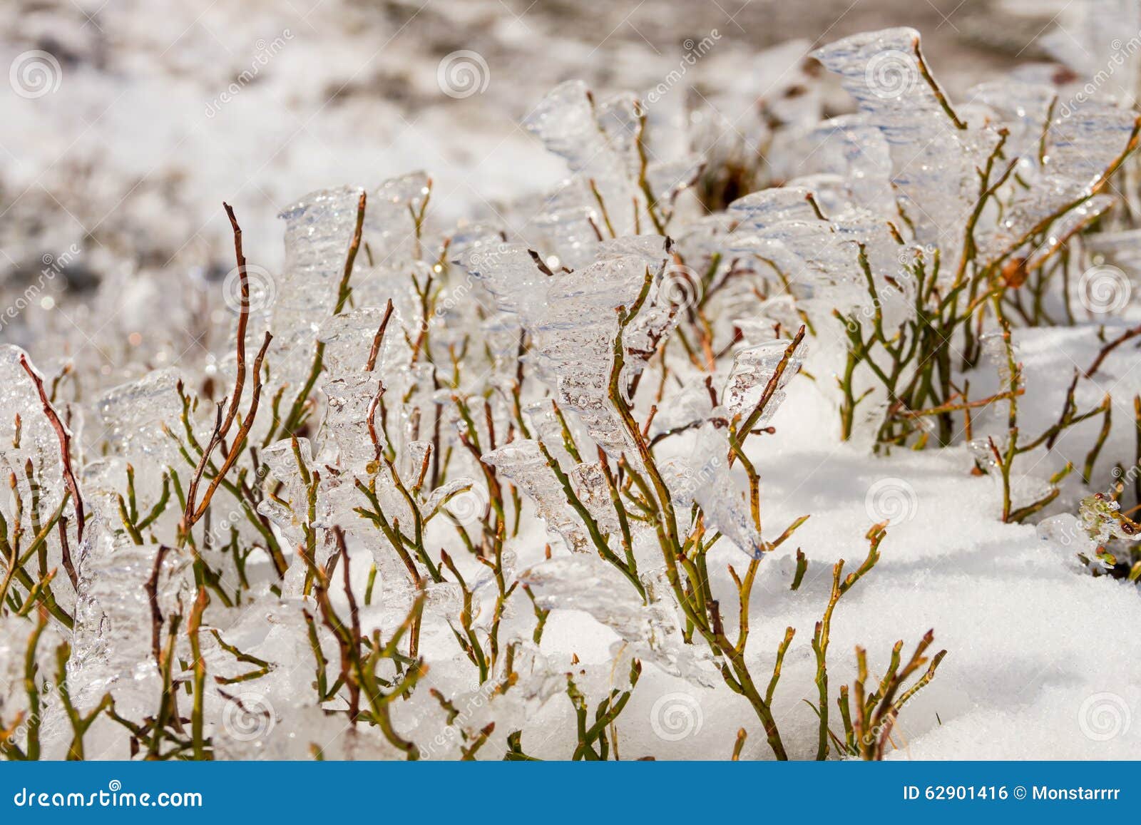 Frozen Blueberry Bush in Winter Stock Photo Image of plant, color