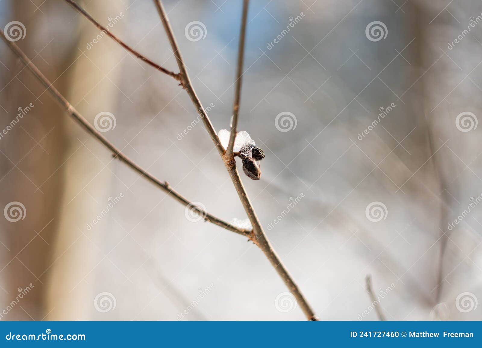 Frozen Buds on Tree stock photo. Image of frozen, brown 241727460