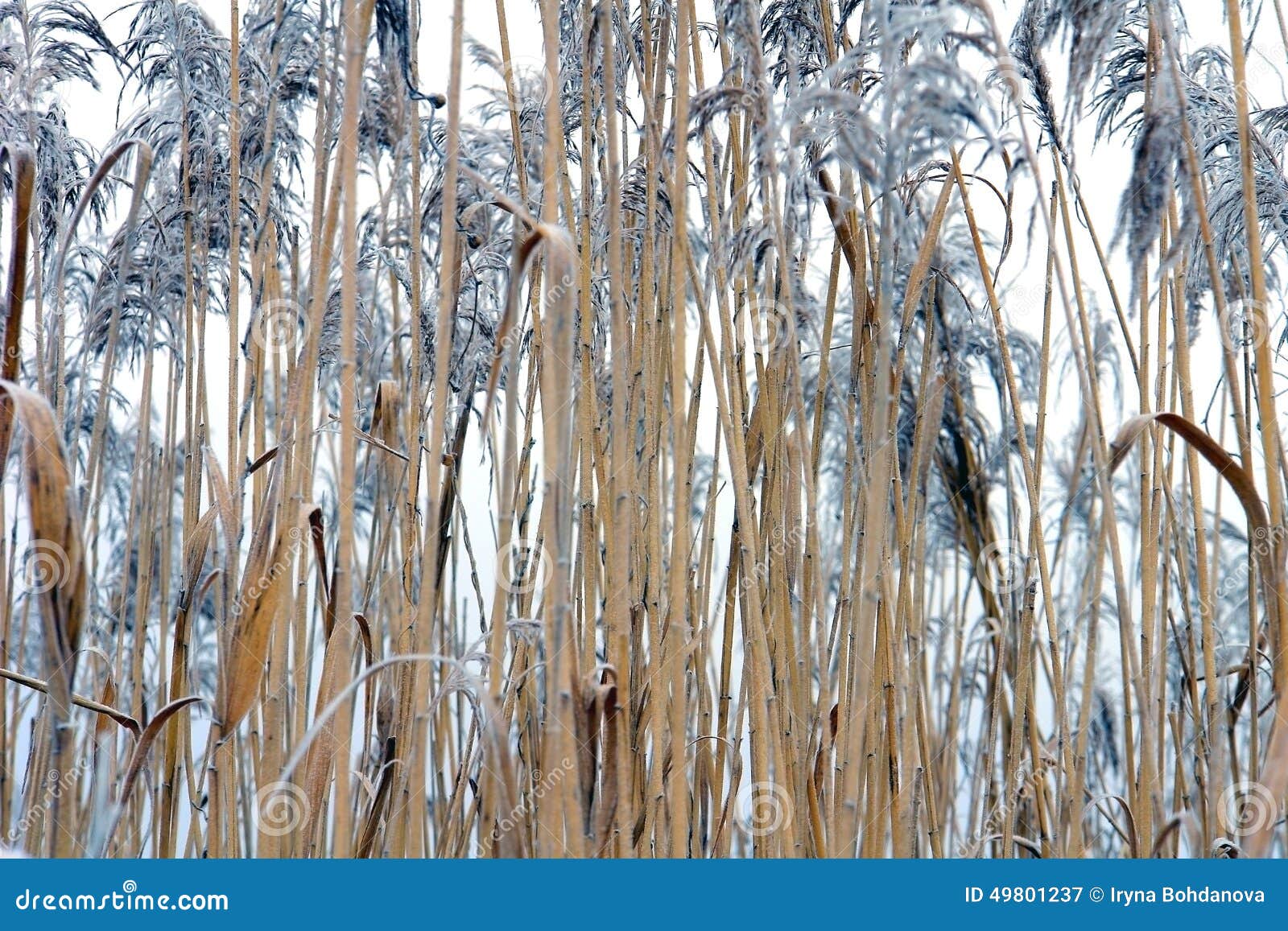 Frozen cane stock image. Image of landscape, freeze, filter 49801237