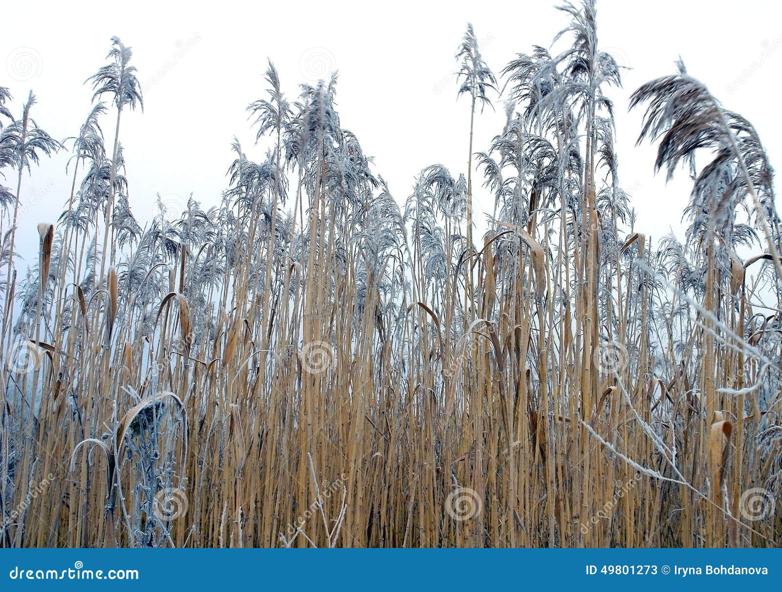 Frozen cane stock image. Image of close, fresh, needle 49801273