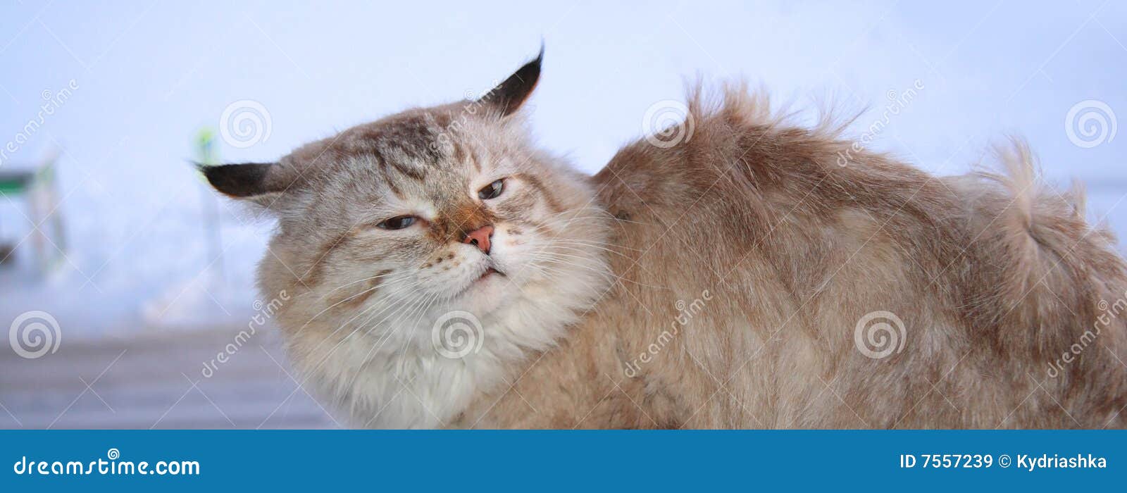 1,990 Cat Wind Stock Photos Free & RoyaltyFree Stock Photos from