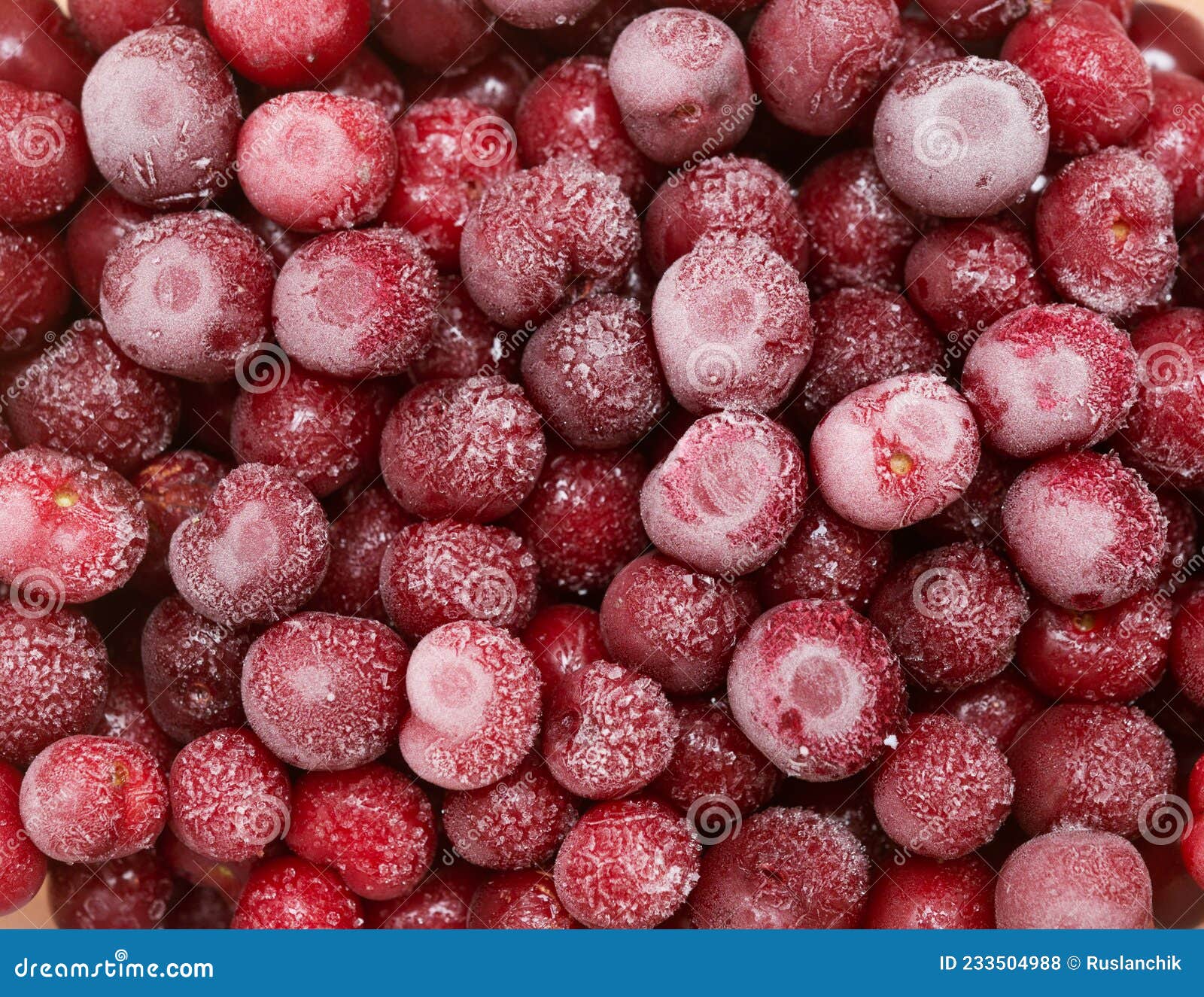 Frozen cherries stock photo. Image of nature, hoarfrost 233504988