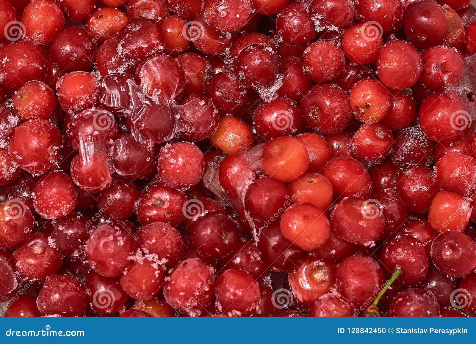 Frozen Cherries. Cherries are with Pieces of Ice Stock Photo Image of