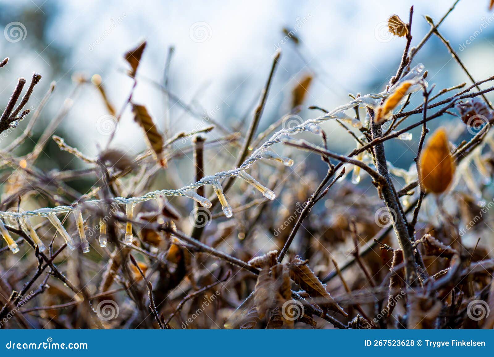 Frozen Christmas Lights in a Hedge.. Stock Photo Image of cold