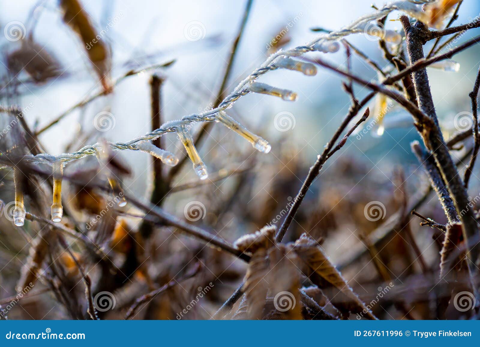 Frozen Christmas Lights in a Hedge.. Stock Photo Image of xmas, tree