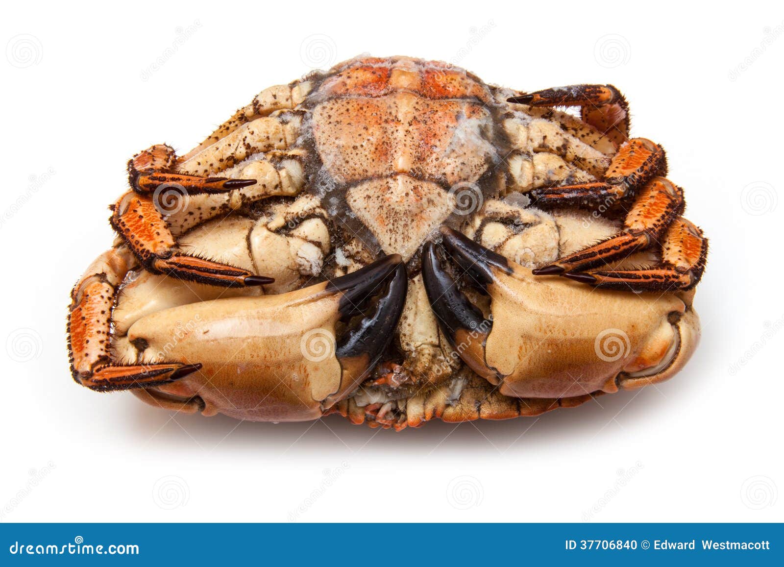 Frozen cooked brown crab stock photo. Image of marine 37706840