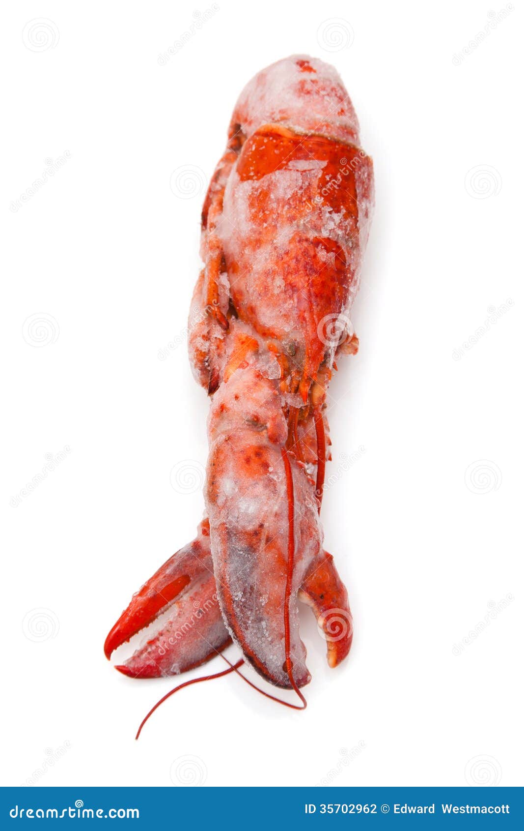 Frozen Cooked Canadian Lobster Stock Photo Image of canadian, details 35702962