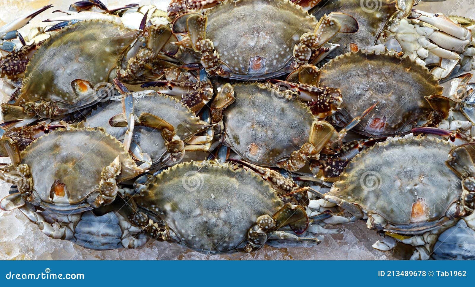 Frozen Crab Seafood in Full Frame Format Stock Photo Image of cook