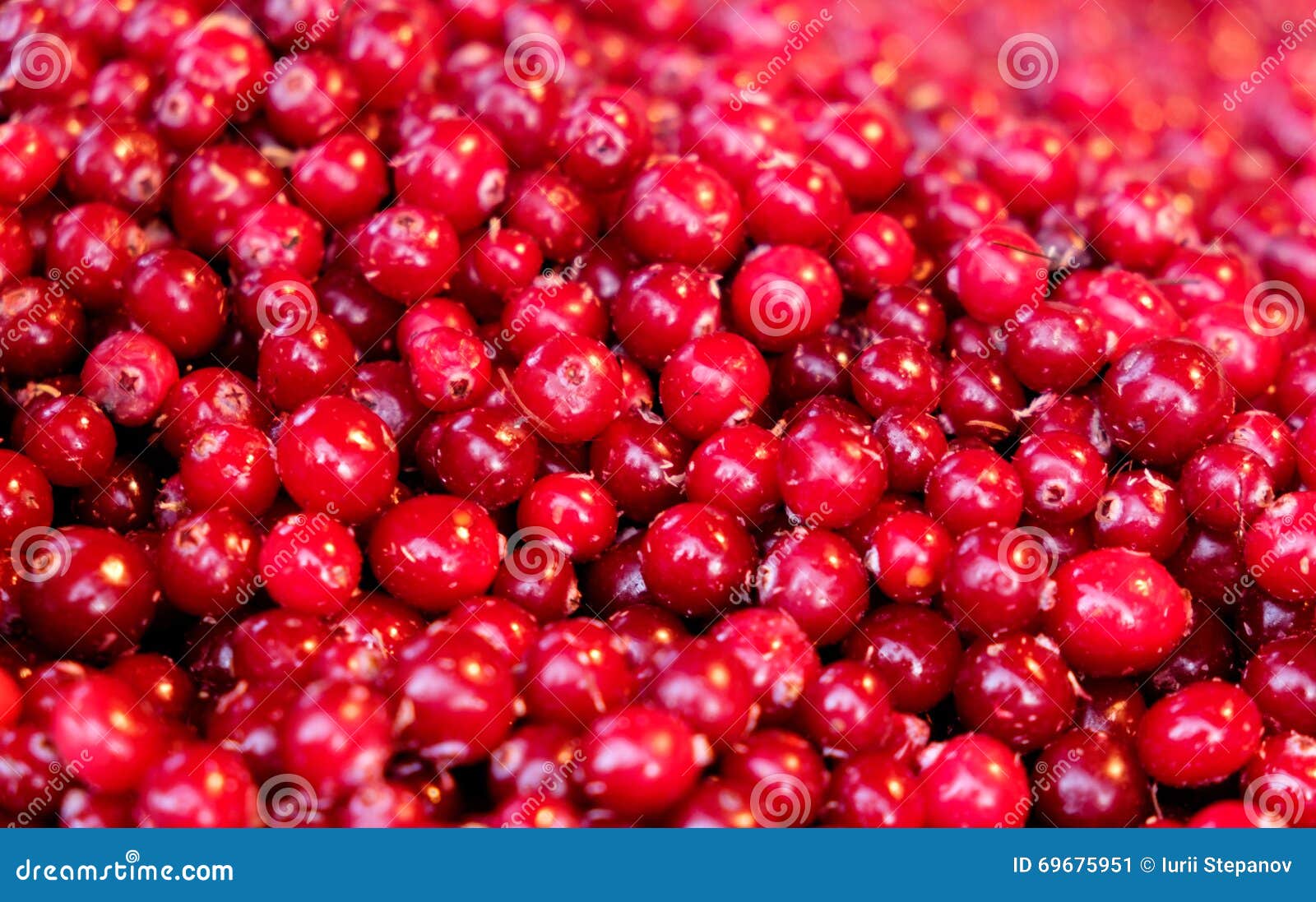 Frozen cranberries stock image. Image of abundance, healthy 69675951