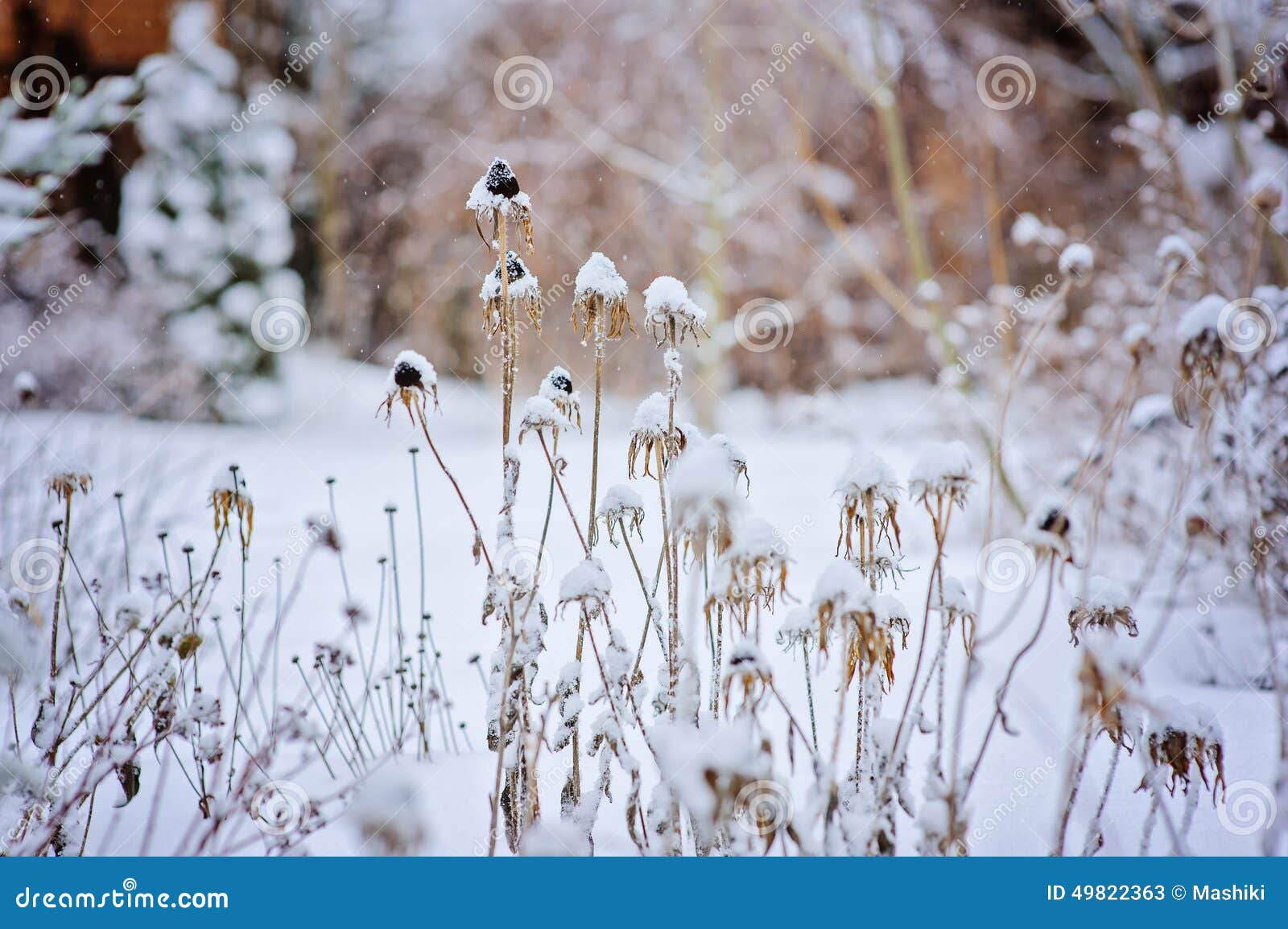 Frozen Dead Flowers in Winter Garden Stock Image Image of gardener