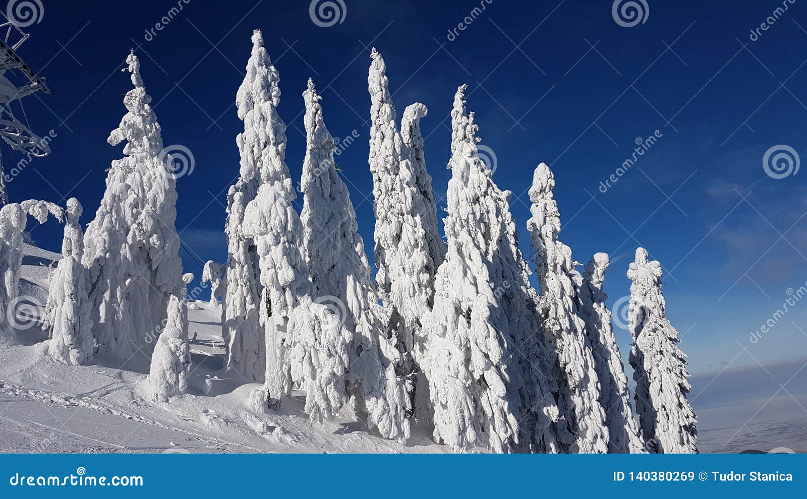 frozen fir trees in charpatians montains