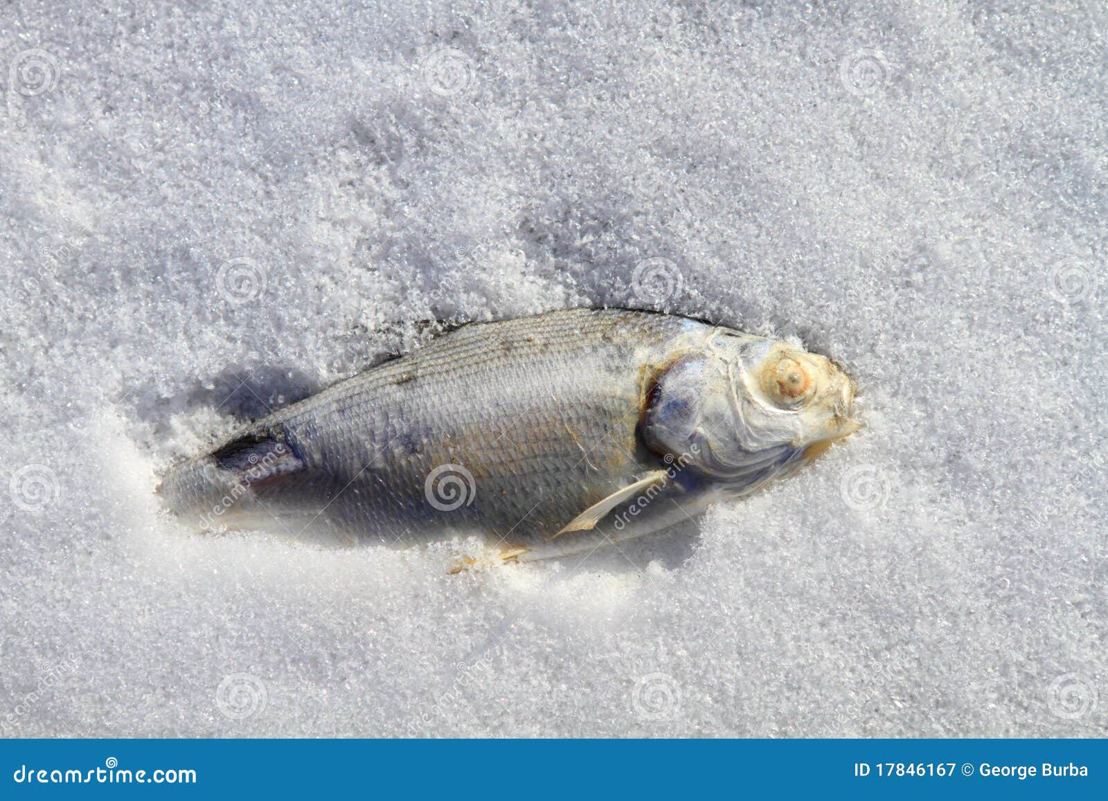Frozen fish stock image. Image of water, pond, nature 17846167