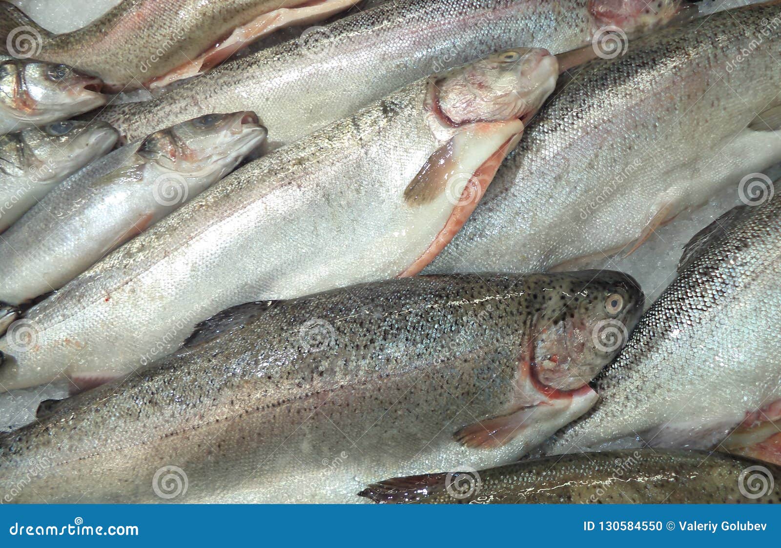 Frozen Fish on the Counter in the Store Stock Photo Image of studio