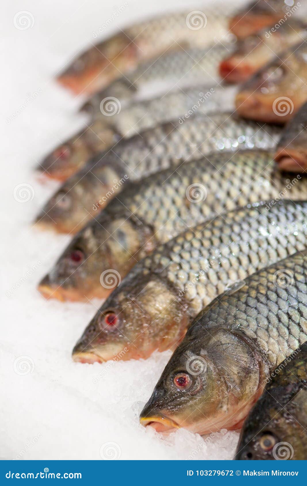 frozen fish heads for sale frozen fish heads for sale