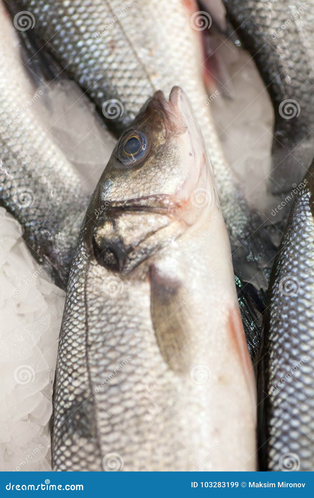 frozen fish heads for sale frozen fish heads for sale